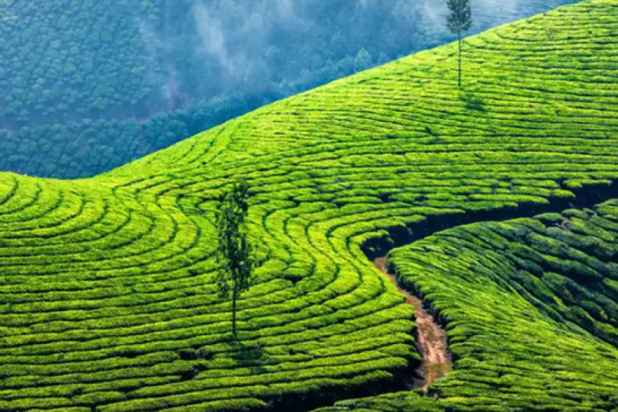 Kerala Tour Package