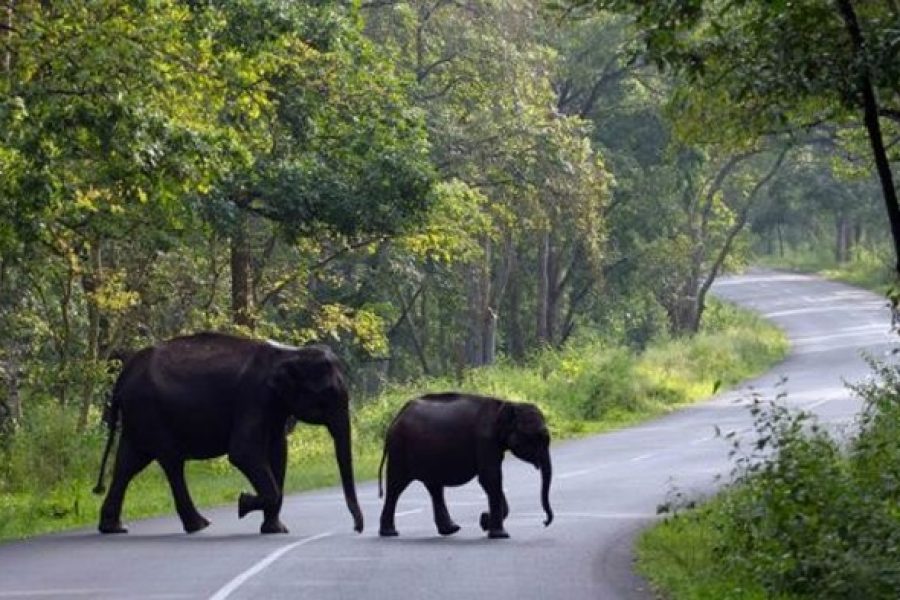 Coorg Tour Package